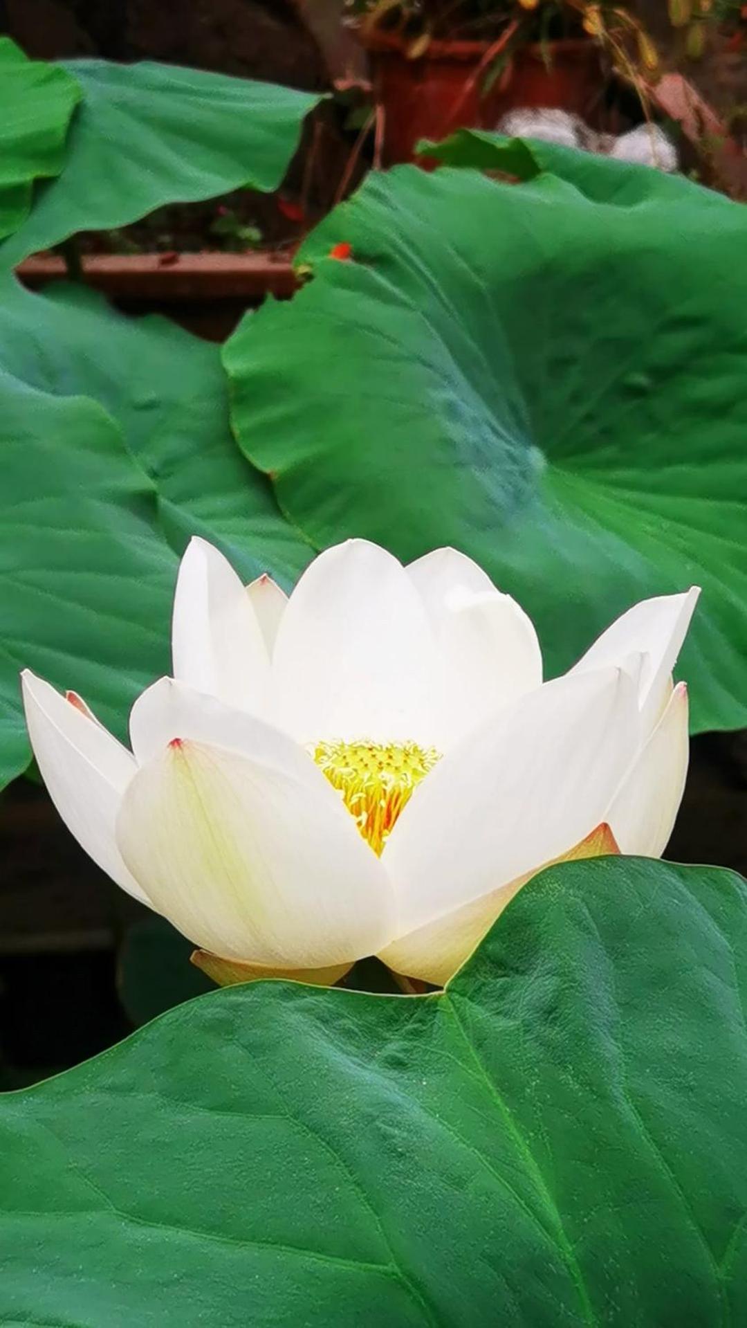 The Lily Pad Inn Дали Экстерьер фото